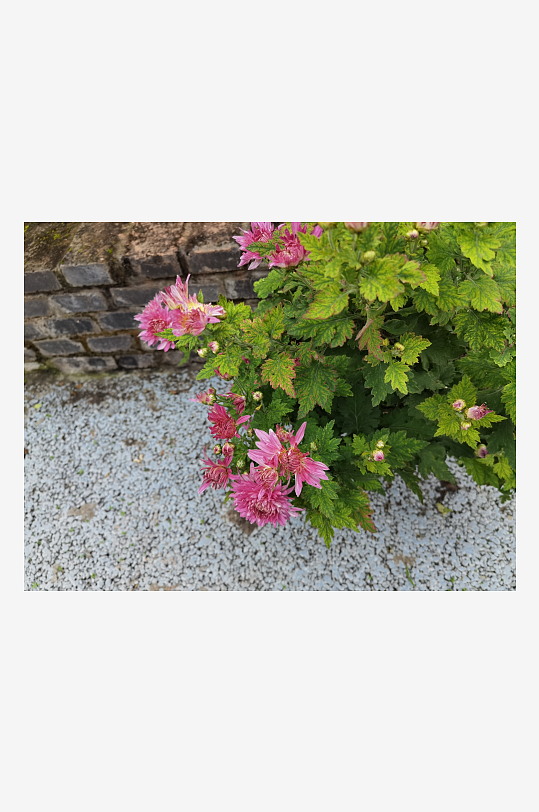 多彩艳丽绽放的花卉-众图网