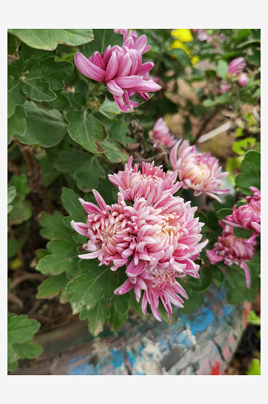 多彩艳丽绽放的花卉-众图网