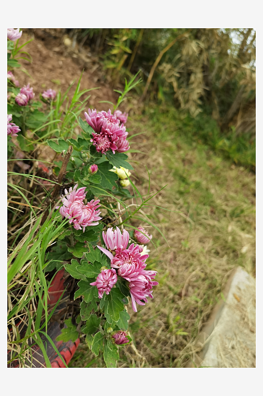 多彩艳丽绽放的花卉-众图网