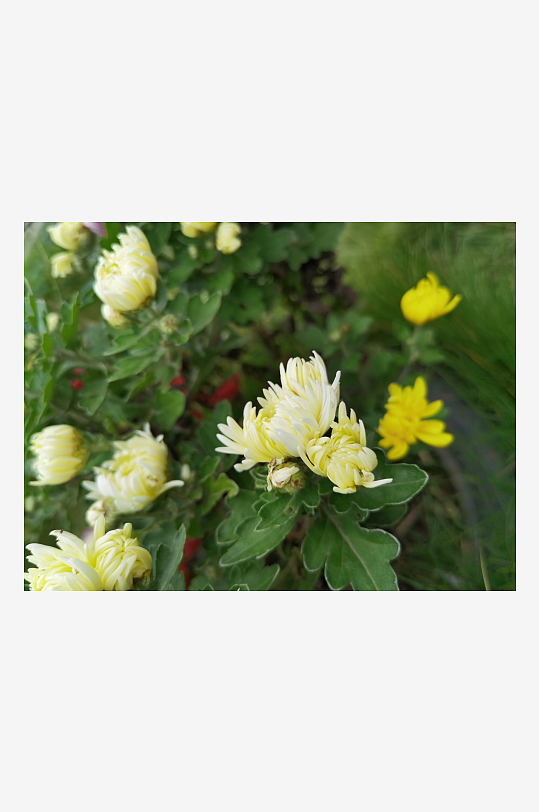 多彩艳丽绽放的花卉-众图网