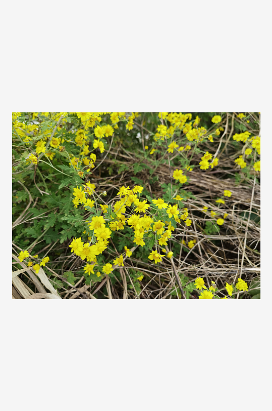 户外茂盛野菊花绽放-众图网