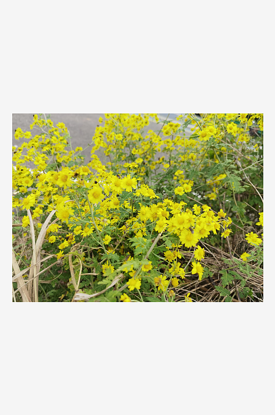 户外茂盛野菊花绽放-众图网