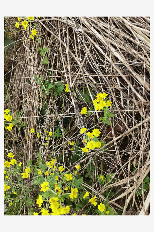 户外茂盛野菊花绽放-众图网