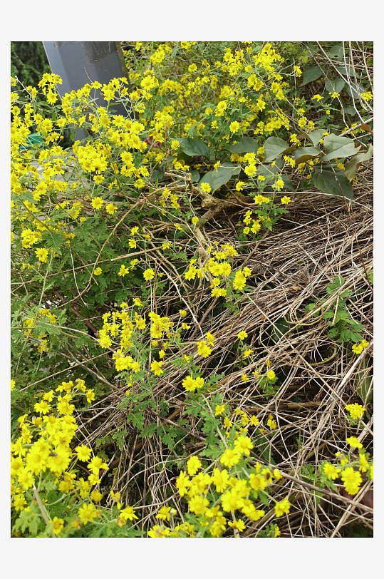 户外茂盛野菊花绽放-众图网
