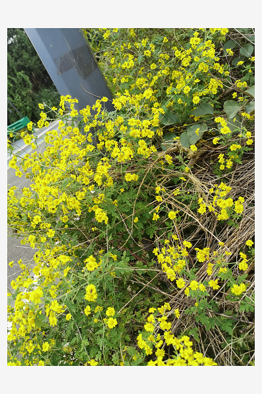 户外茂盛野菊花绽放-众图网