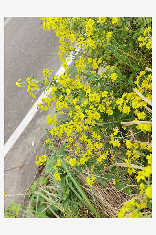 户外茂盛野菊花绽放-众图网