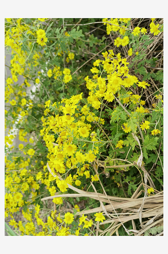 户外茂盛野菊花绽放-众图网