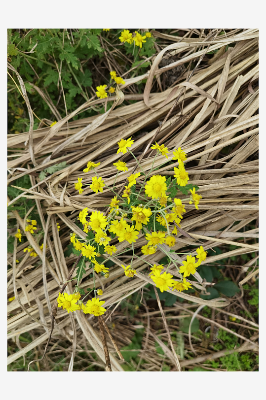 户外茂盛野菊花绽放-众图网
