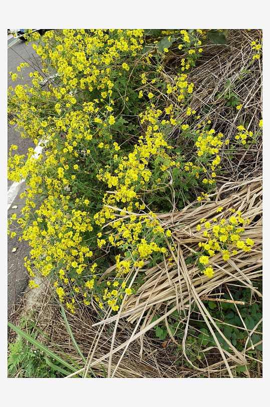 户外茂盛野菊花绽放-众图网