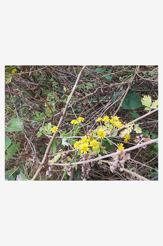 户外茂盛野菊花绽放-众图网