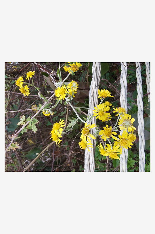 户外茂盛野菊花绽放-众图网