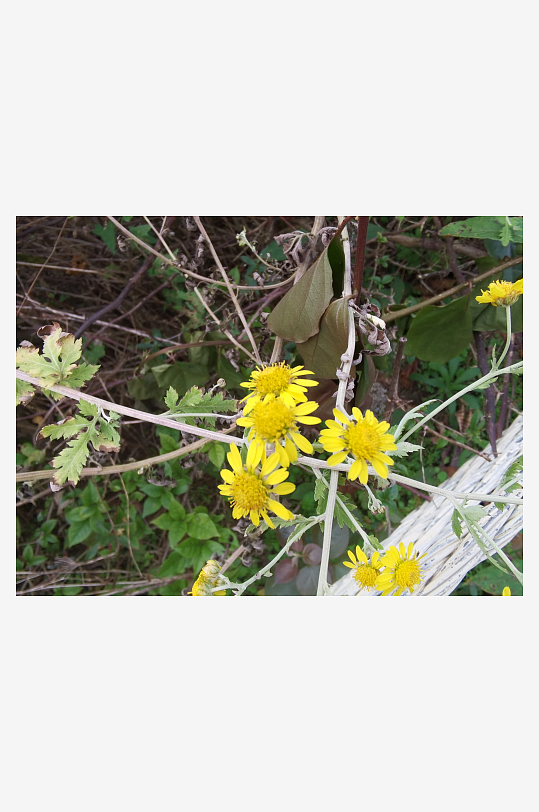 户外茂盛野菊花绽放-众图网