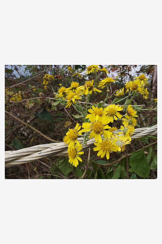 户外茂盛野菊花绽放-众图网