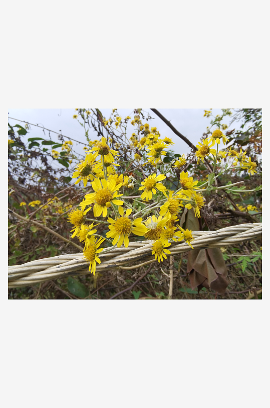 户外茂盛野菊花绽放-众图网