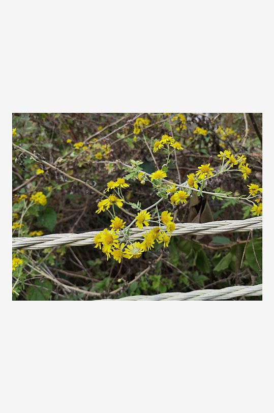 户外茂盛野菊花绽放-众图网