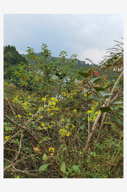 户外茂盛野菊花绽放-众图网