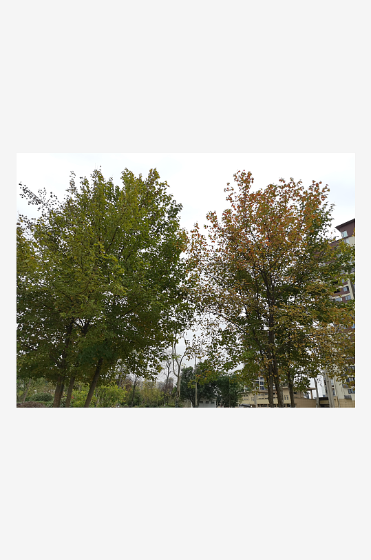 清新繁茂的户外花草树木-众图网