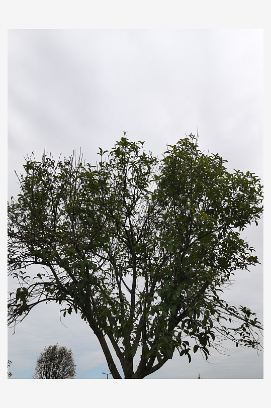 清新繁茂的户外花草树木-众图网