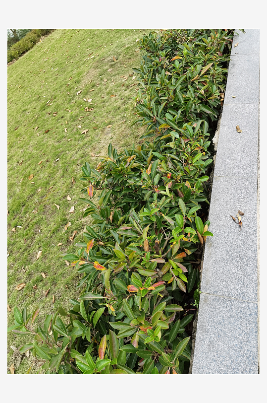 清新繁茂的户外花草树木-众图网