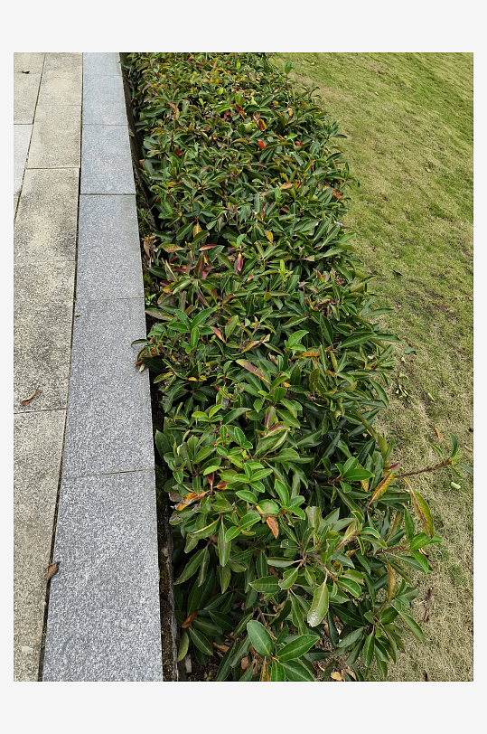 清新繁茂的户外花草树木-众图网