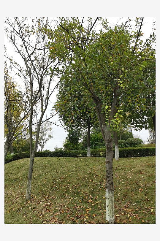 清新生态的休闲公园-众图网