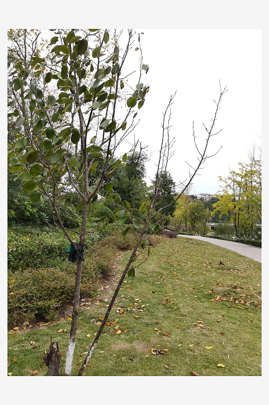 清新自然的户外环境-众图网