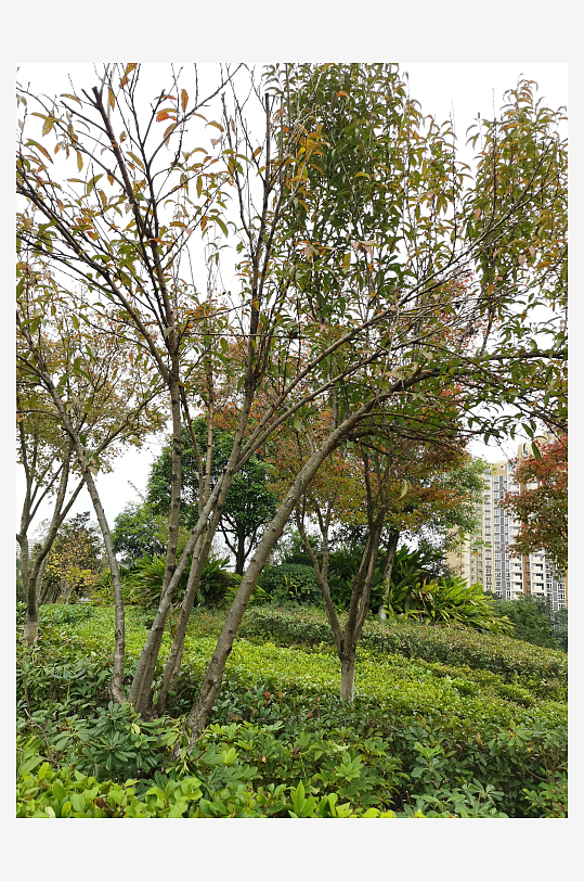 生态自然的生活公园-众图网