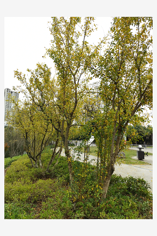 清新自然的生活公园-众图网