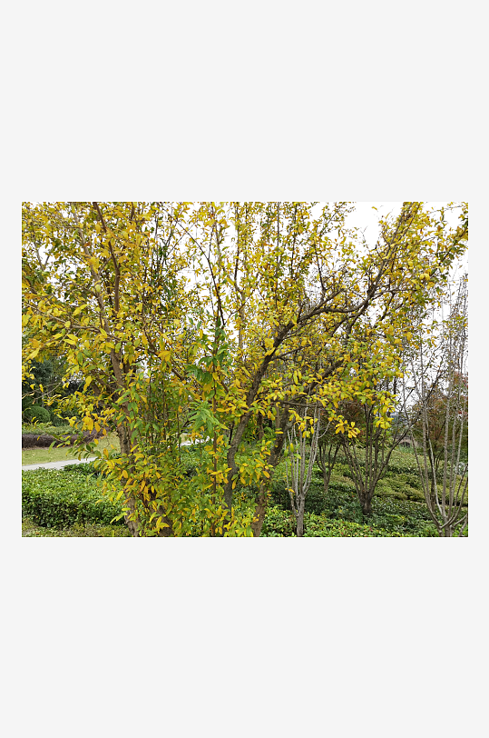 清新自然的生活公园-众图网