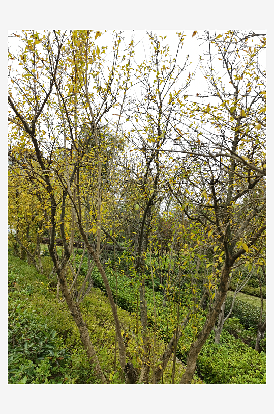 清新舒适的生活公园-众图网