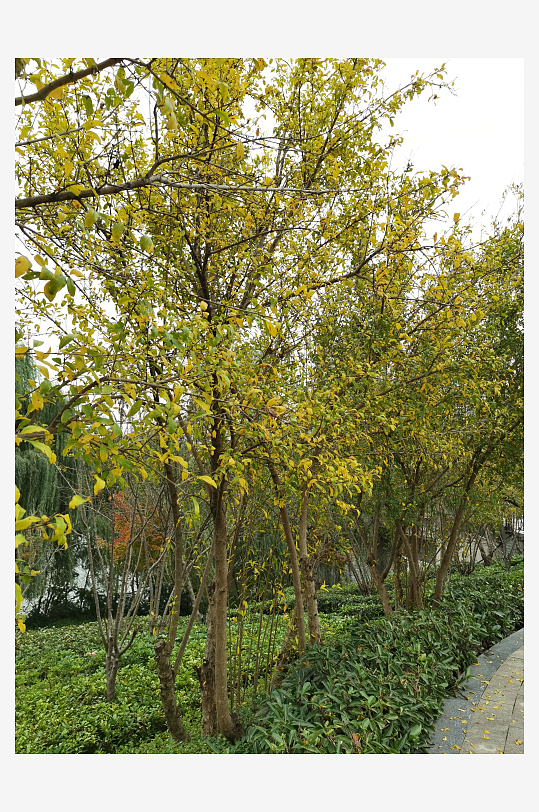 清新舒适的生活公园-众图网