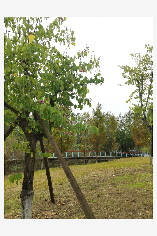 清新舒适的生活公园-众图网