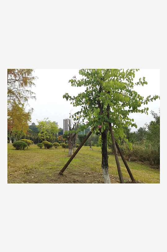 清新舒适的生态公园-众图网