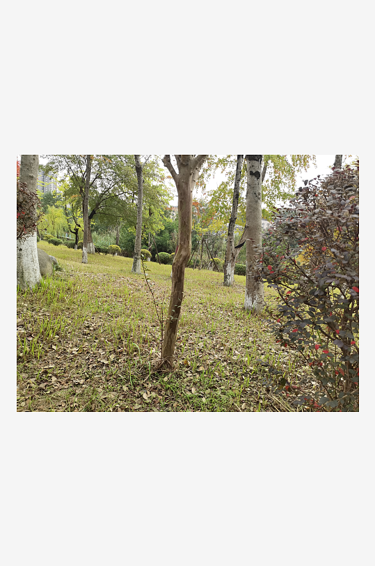 生态自然的公园环境-众图网