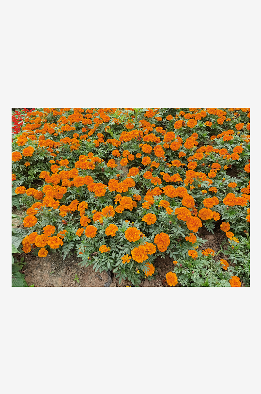 艳丽绽放的鲜艳花丛-众图网