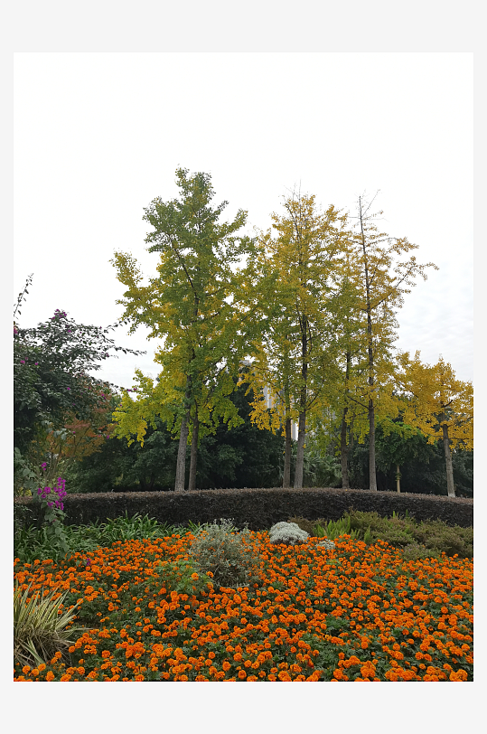 艳丽绽放的鲜艳花丛-众图网