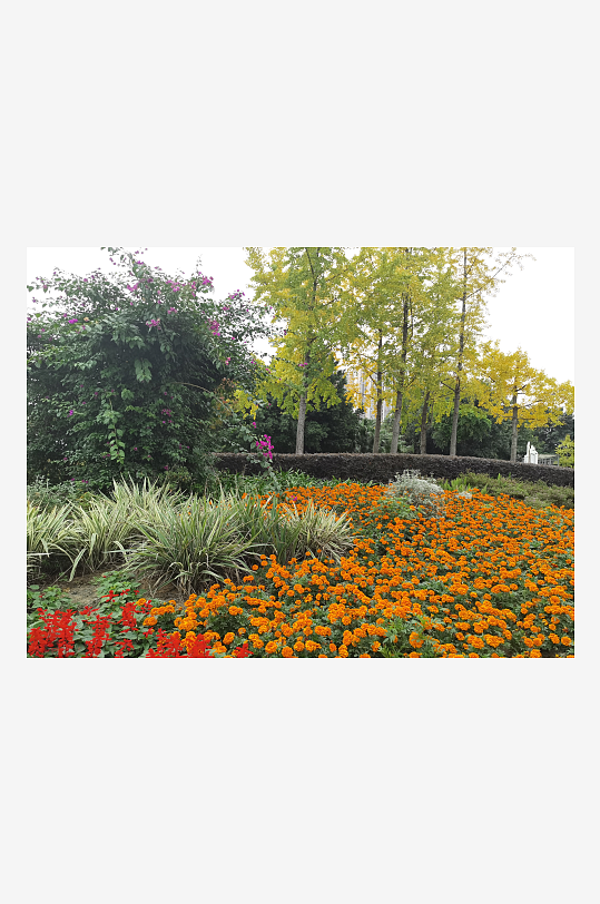 艳丽绽放的鲜艳花丛-众图网