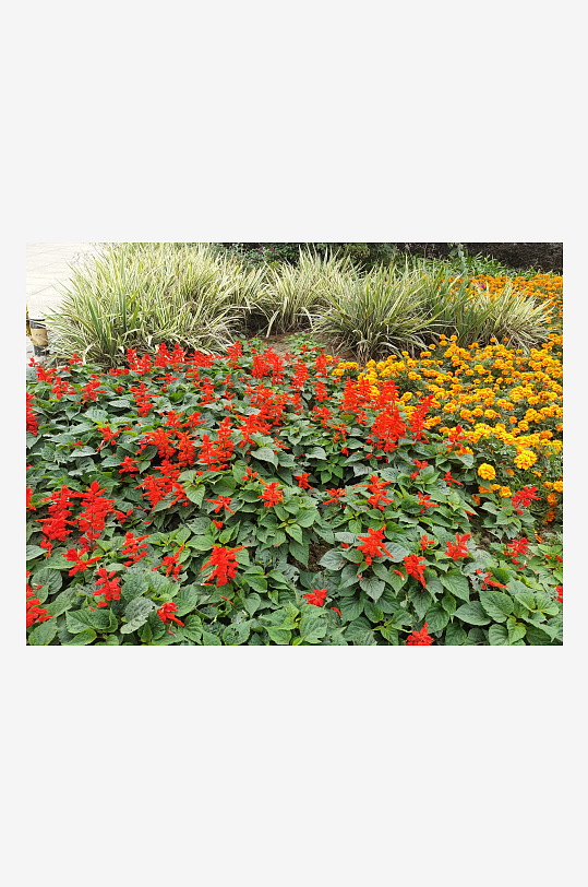 艳丽绽放的鲜艳花丛-众图网