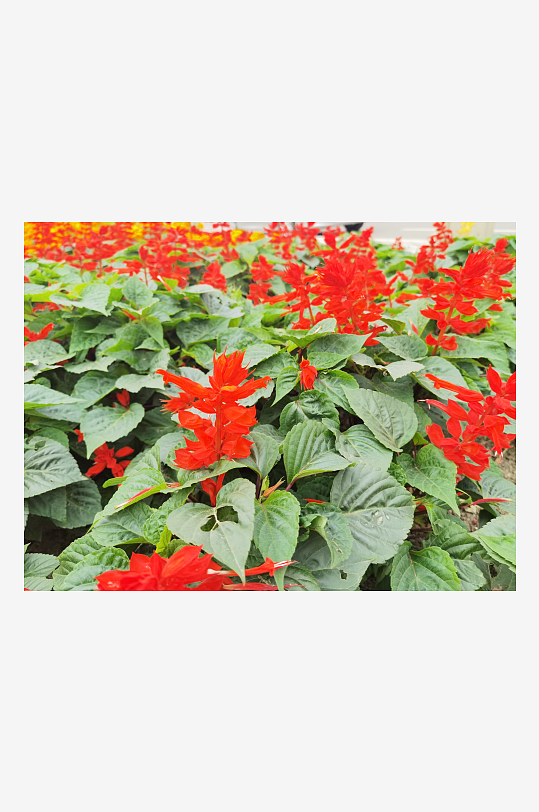 艳丽绽放的鲜艳花丛-众图网