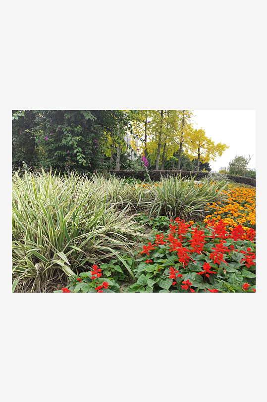 艳丽绽放的鲜艳花丛-众图网