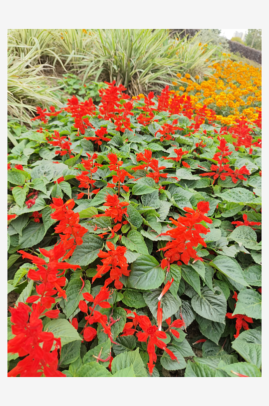 艳丽绽放的鲜艳花丛-众图网