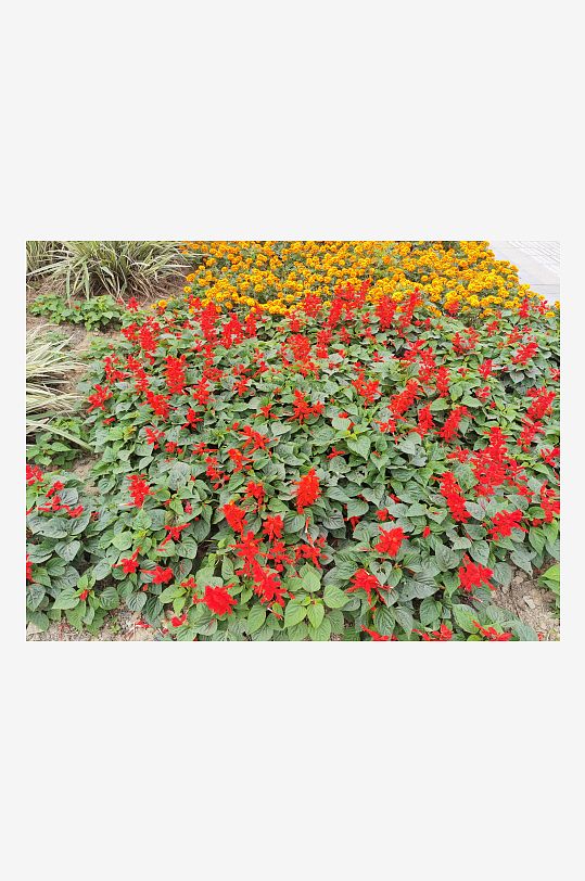 艳丽绽放的鲜艳花丛-众图网