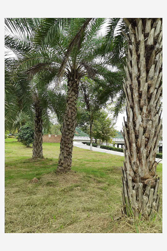 清新舒适的公园环境-众图网