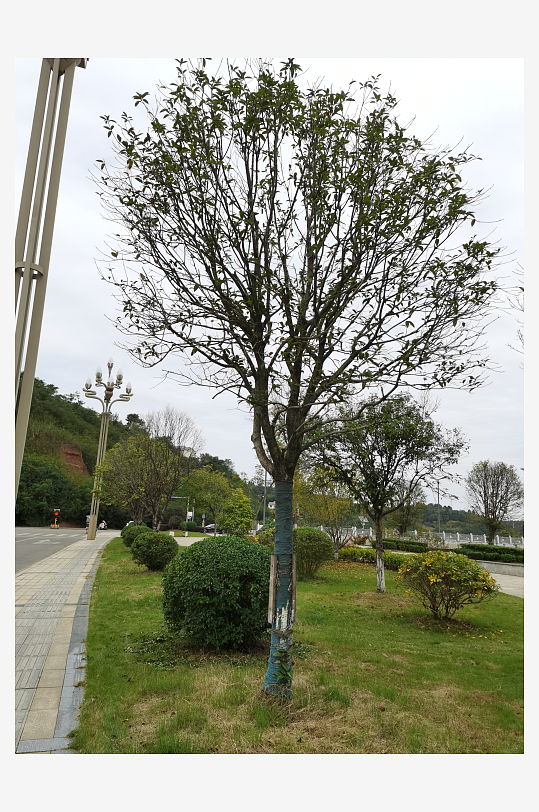 清新舒适的休闲公园环境-众图网