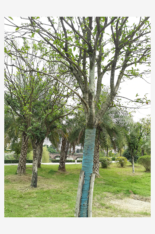 清新舒适的休闲公园环境-众图网