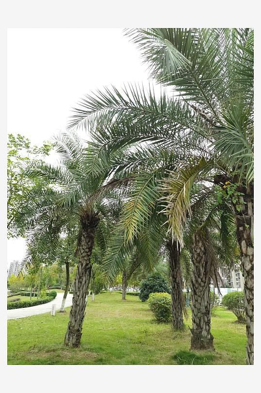 绿意盎然的休闲公园环境-众图网