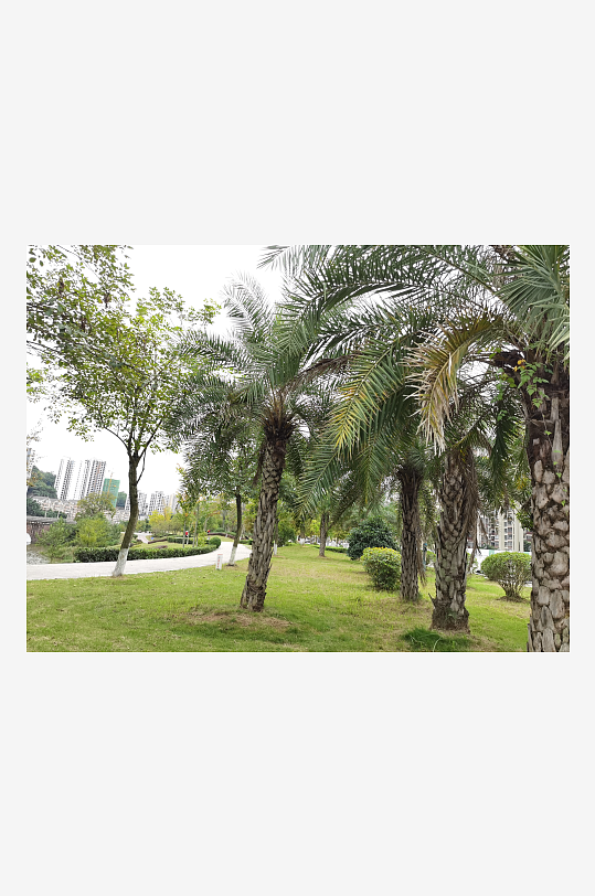 绿意盎然的休闲公园环境-众图网