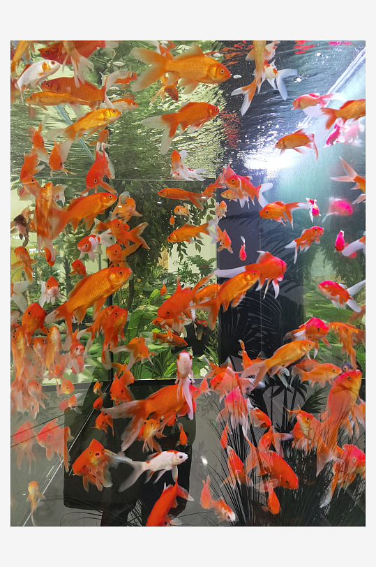 透明鱼缸内的红色金鱼-众图网