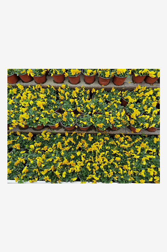 多彩绽放的艳丽花丛-众图网