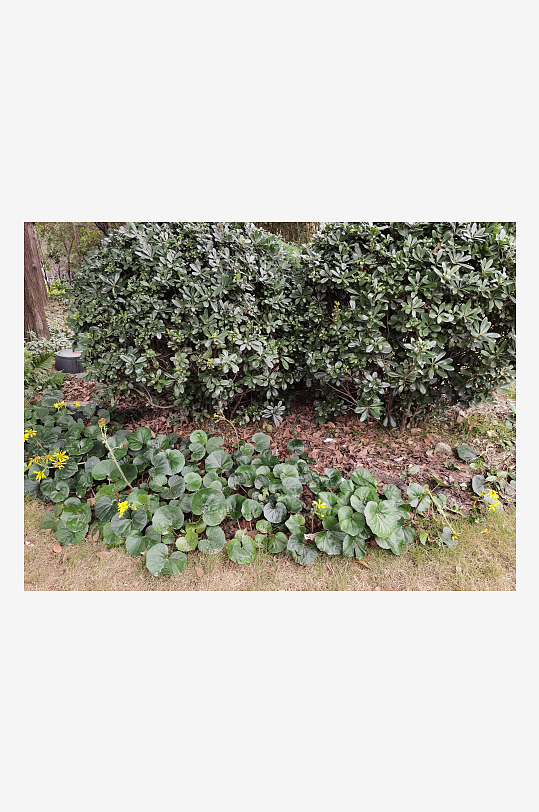 多彩绽放的艳丽花丛-众图网